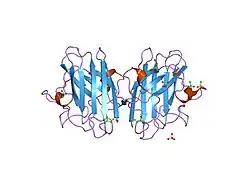 2c9s: 1.24 ANGSTROMS RESOLUTION STRUCTURE OF ZN-ZN HUMAN SUPEROXIDE DISMUTASE