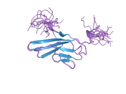 2cr3: Solution structure of the first Ig-like domain of human fibroblast growth factor receptor 1