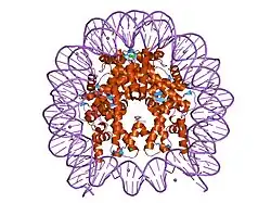 2cv5: Crystal structure of human nucleosome core particle