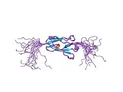 2d7o: Solution structure of the 17th Filamin domain from human Filamin C