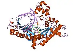 2dpi: Ternary complex of hPoli with DNA and dCTP