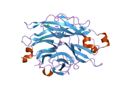 2f28: Crystal Structure of the Human Sialidase Neu2 Q116E Mutant