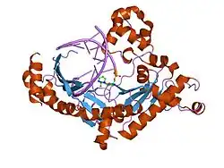 2flp: Binary complex of the catalytic core of human DNA polymerase iota with DNA (template G)
