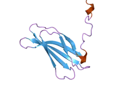 2h41: Solution structure of the second type III domain of human Fibronectin: minimized average structure