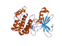 2h6d: Protein Kinase Domain of the Human 5'-AMP-activated protein kinase catalytic subunit alpha-2 (AMPK alpha-2 chain)