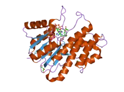 2hrb: Crystal Structure of human Carbonyl Reductase 3, complexed with NADP+