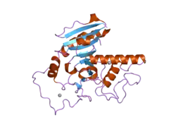 2i7b: Structure of the naturally occurring mutant of human ABO(H) Blood group B glycosyltransferase: GTB/A268T