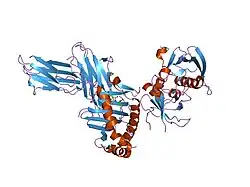 2ipk: Crystal Structure of the MHC Class II Molecule HLA-DR1 in Complex with the Fluorogenic Peptide, AcPKXVKQNTLKLAT (X=3-[5-(dimethylamino)-1,3-dioxo-1,3-dihydro-2H-isoindol-2-yl]-L-alanine) and the Superantigen, SEC3 Variant 3B2
