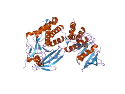 2nlk: Crystal structure of D1 and D2 catalytic domains of human Protein Tyrosine Phosphatase Gamma (D1+D2 PTPRG)