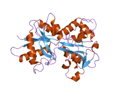 2o84: Crystal structure of K206E mutant of N-lobe human transferrin
