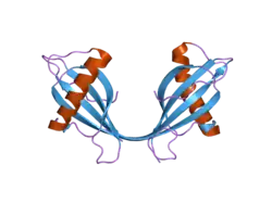 2oct: Stefin B (Cystatin B) tetramer
