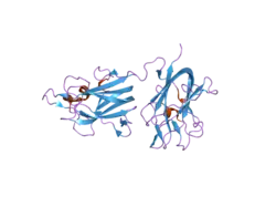 2orx: Structural Basis for Ligand Binding and Heparin Mediated Activation of Neuropilin