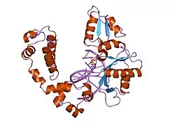 8icu: DNA POLYMERASE BETA (POL B) (E.C.2.7.7.7) COMPLEXED WITH SEVEN BASE PAIRS OF DNA; SOAKED IN THE PRESENCE OF DDATP (1 MILLIMOLAR) AND MNCL2 (5 MILLIMOLAR)