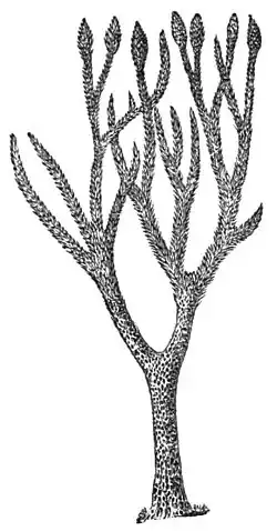 Image 5Lepidodendron, an extinct lycophyte tree (from Tree)