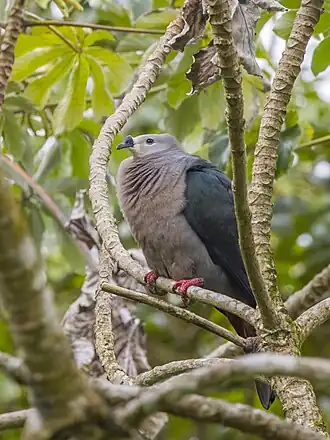 Pacific imperial-pigeon (Ducula pacifica) Rarotonga.jpg