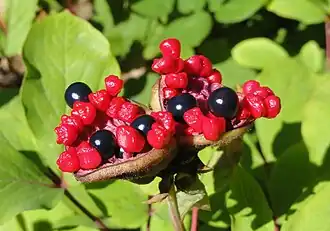 Paeonia daurica subsp. mlokosewitschii, ripe follicles with seeds