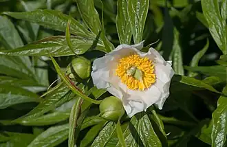 Paeonia emodi