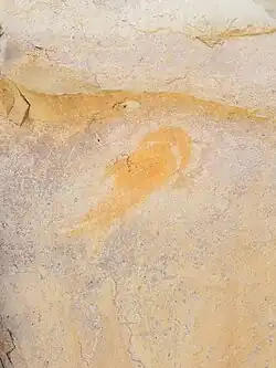 A more recognizable pictograph of a catfish as viewed from below.
