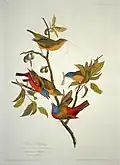 Painted Bunting from The Birds of America