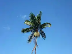 The crown of a plam tree seen against a blue sky background