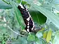 Papilio clytia_larva from Kerala