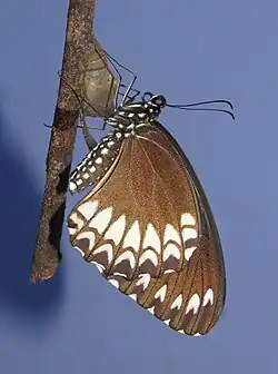 Ventral view