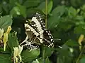 Papilio ophidicephalus chirinda
