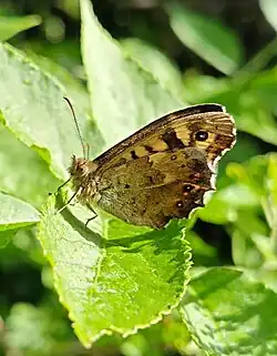 Male P. aegeria, underside view. Colchester, Essex, England.