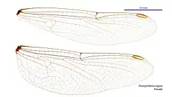 Female wings