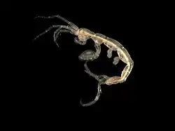 Pariambus typicus (Senticaudata: Caprellidae)