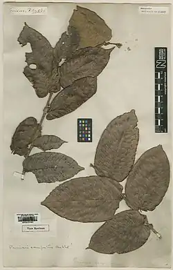 Parinari campestris Aubl