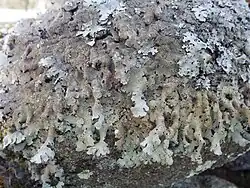Parmelia submontana lichen on rock surface, displaying pale greenish-gray thallus with long, narrow branching lobes growing across the substrate in a characteristic trailing pattern.