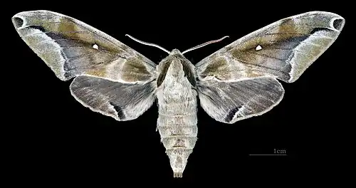 Female