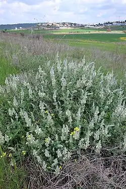 Dominican sage (Salvia dominica) and Neve Michael in background