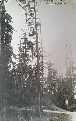 Local identity and axeman, Jack Pattinson cut 50 springboards and climbed to a height of 160 feet in 1927.