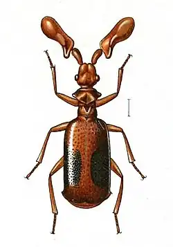 Paussomorphus chevrolati