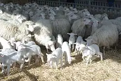 a flock of ewes with young lambs, all white