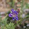 Flowers of Penstemon abietinus