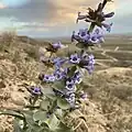 Flowers of Penstemon acuminatus