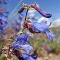 Flowers of Penstemon albertinus