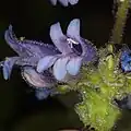 Flower of Penstemon anguineus