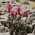 Flowers of Penstemon calcareus