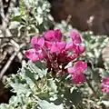 Flowers of Penstemon petiolatus