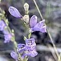 Flowers of Penstemon pseudoputus