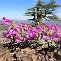 Flowers of Penstemon purpusii