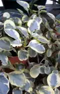 Variegated leaves closeup