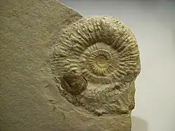 Perisphinctes with aptychi from the Solnhofen limestone