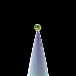 A microscopic image of a biological cell on a tip of a needle.