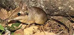 Brown elephant shrew