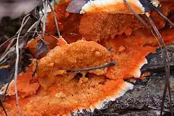 Phanerochaete chrysorhizon (Phanerochaetaceae)